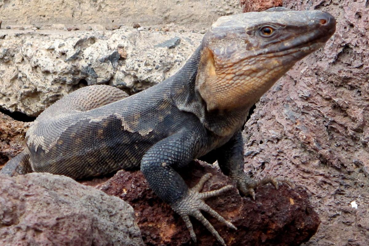 35 animales de sangre fría - Nombres, características y FOTOS