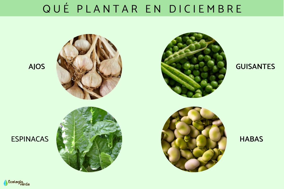 Qué plantar en diciembre