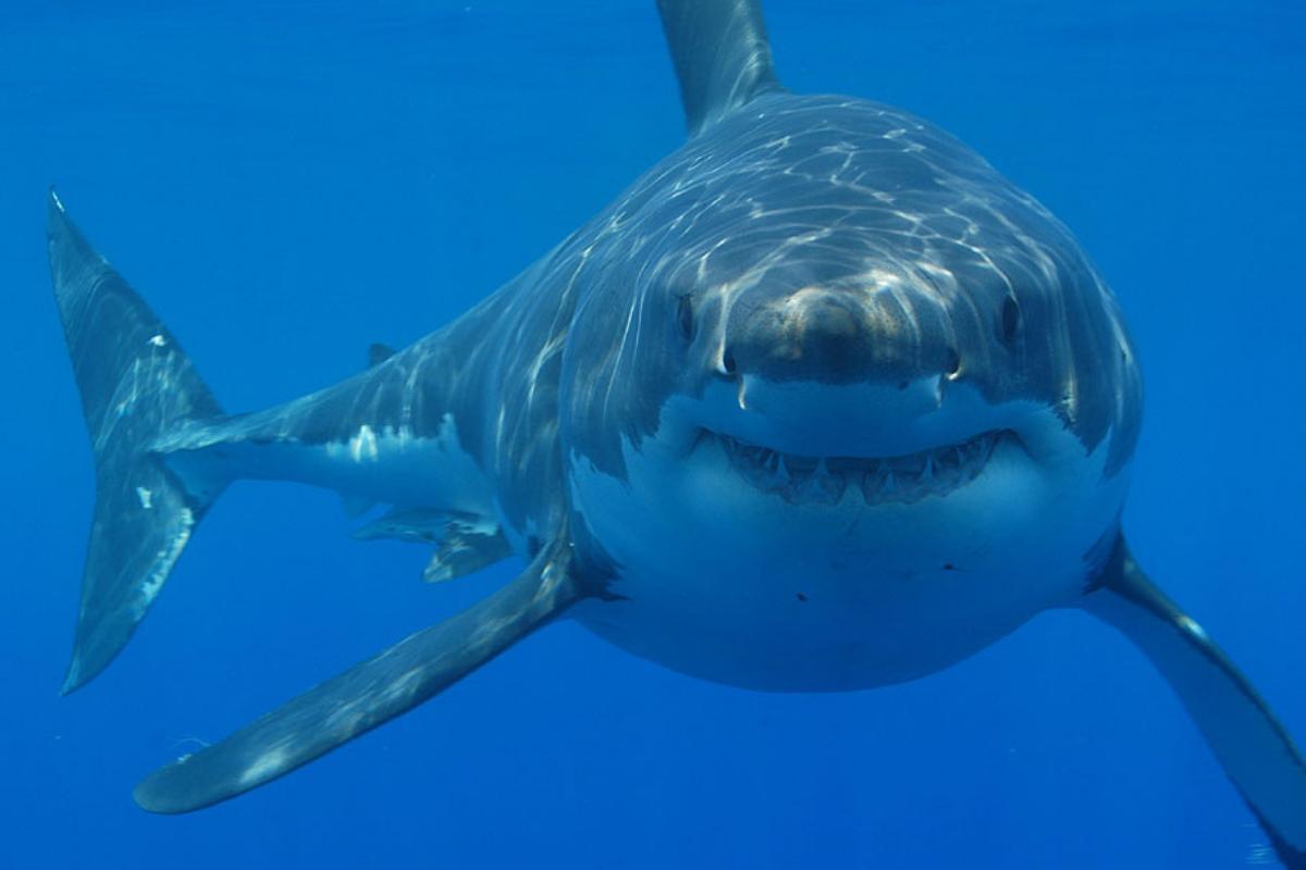 35 animales de sangre fría - Nombres, características y FOTOS