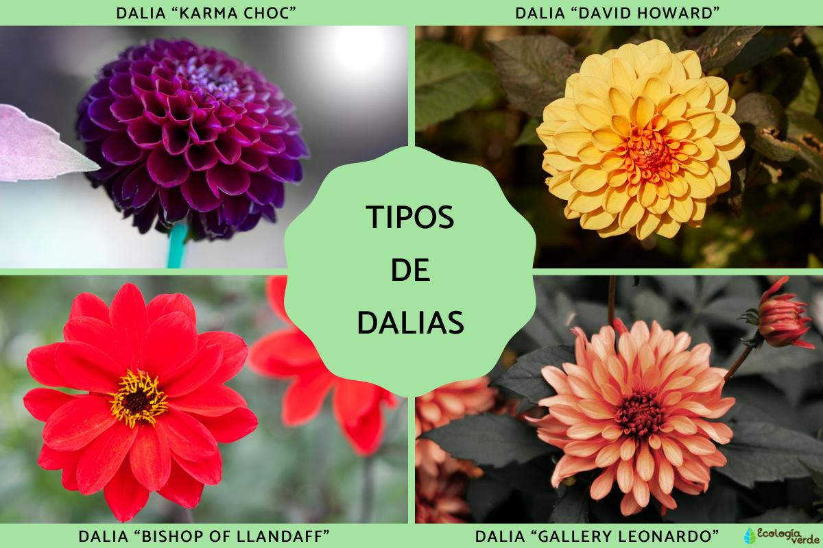 Tipos de dalias