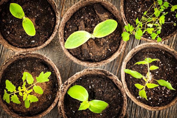 Peat moss o musgo de turba: qué es, para qué sirve y cómo usarlo - Cómo usar el peat moss