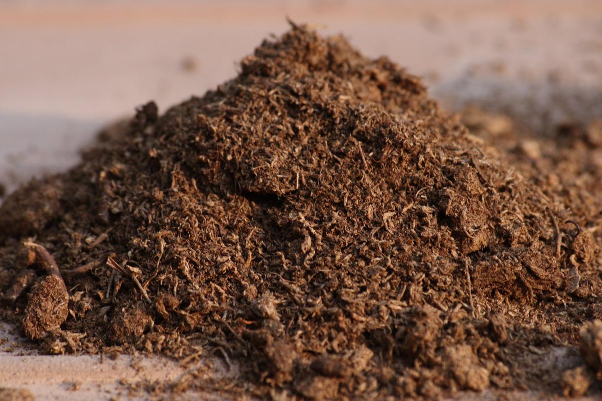 Peat moss o musgo de turba: qué es, para qué sirve y cómo usarlo