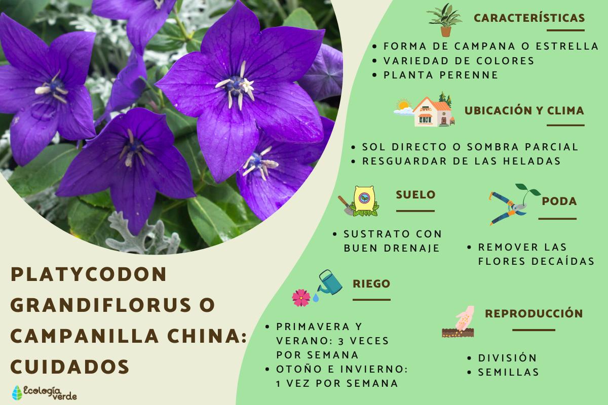 Platycodon grandiflorus o campanilla china: cuidados