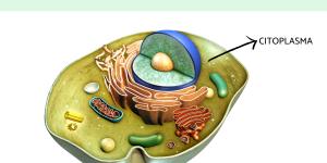 Citoplasma: qué es, función y estructura