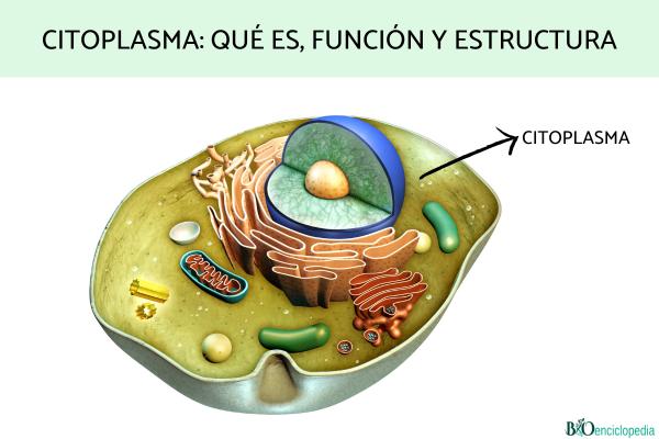 Citoplasma: qué es, función y estructura