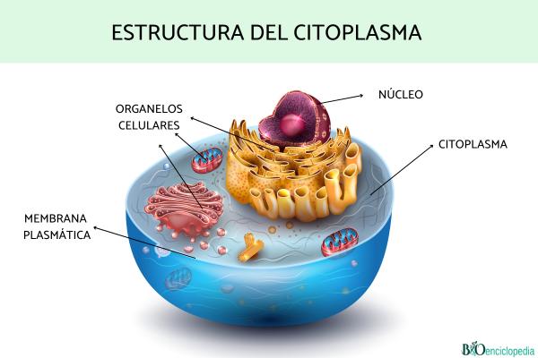 Citoplasma: qué es, función y estructura - Estructura del citoplasma 