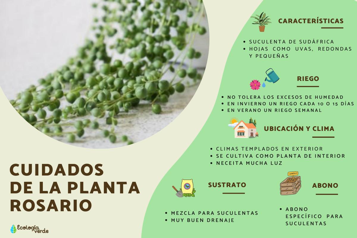 Planta rosario o Senecio rowleyanus: cuidados