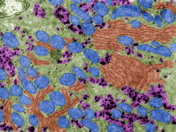 Citoplasma: qué es, función y estructura - Qué es el citoplasma y sus características 