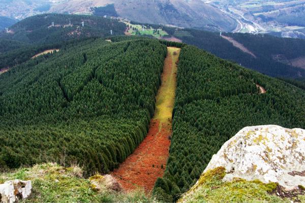 Cortafuegos en el bosque: qué son, tipos y cómo ayudan a prevenir incendios forestales - ¿Qué tipos de cortafuegos hay en los bosques?