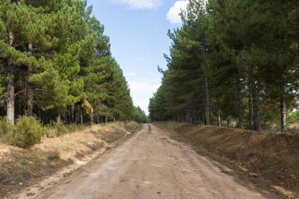 Cortafuegos en el bosque: qué son, tipos y cómo ayudan a prevenir incendios forestales - ¿Qué vegetación se usa en los cortafuegos?