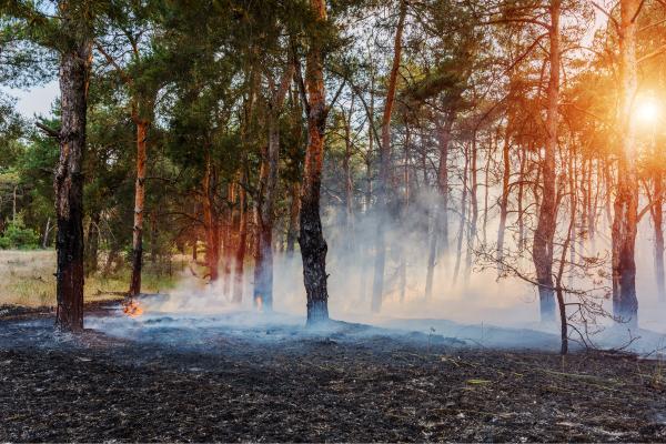 Cortafuegos en el bosque: qué son, tipos y cómo ayudan a prevenir incendios forestales - ¿Un cortafuegos en el bosque detiene por completo un incendio?