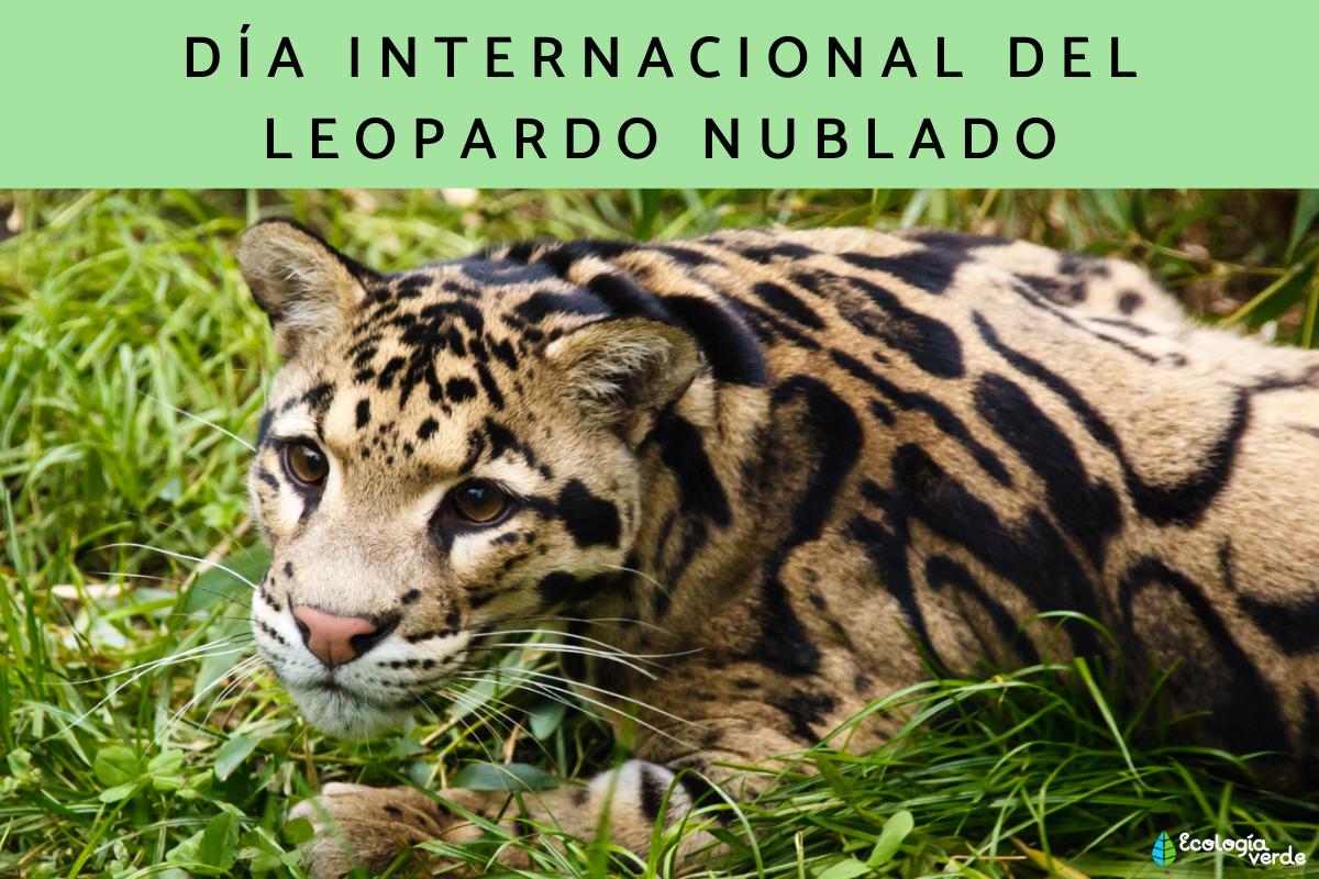 Día Internacional del Leopardo Nublado o Pantera Nebulosa