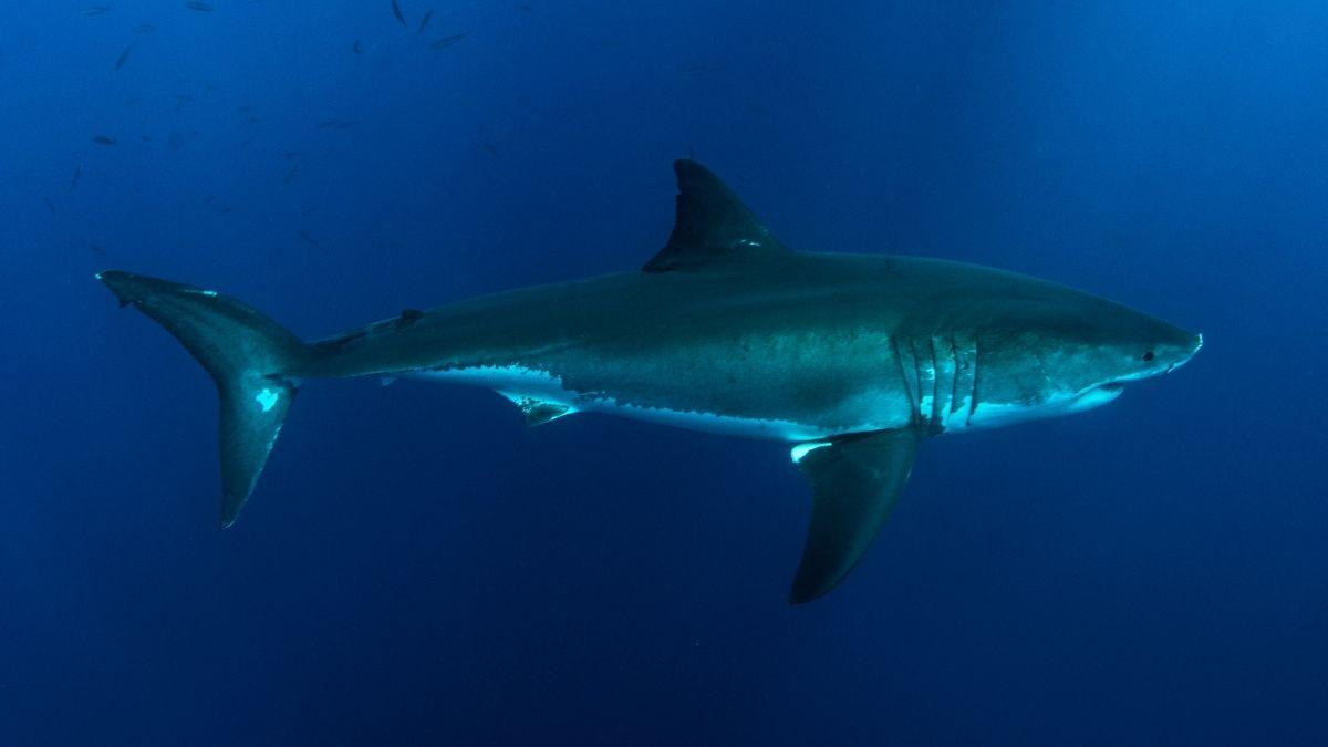 Instituto Español de Oceanografía confirma la presencia de un tiburón blanco en el Mediterráneo español tras años sin registros