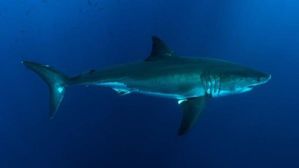Instituto Español de Oceanografía confirma la presencia de un tiburón blanco en el Mediterráneo español tras años sin registros