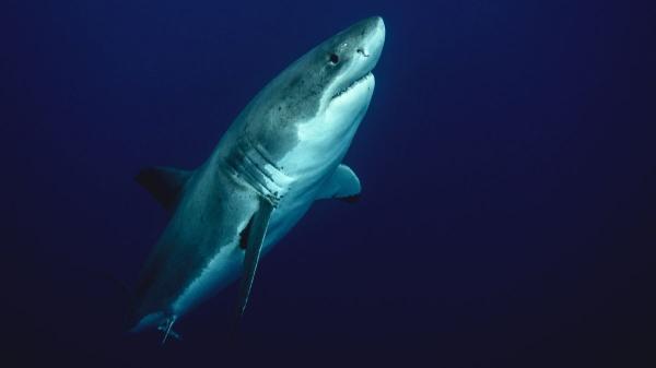 Instituto Español de Oceanografía confirma la presencia de un tiburón blanco en el Mediterráneo español tras años sin registros - ¿Por qué el hecho de que sea juvenil es tan importante?