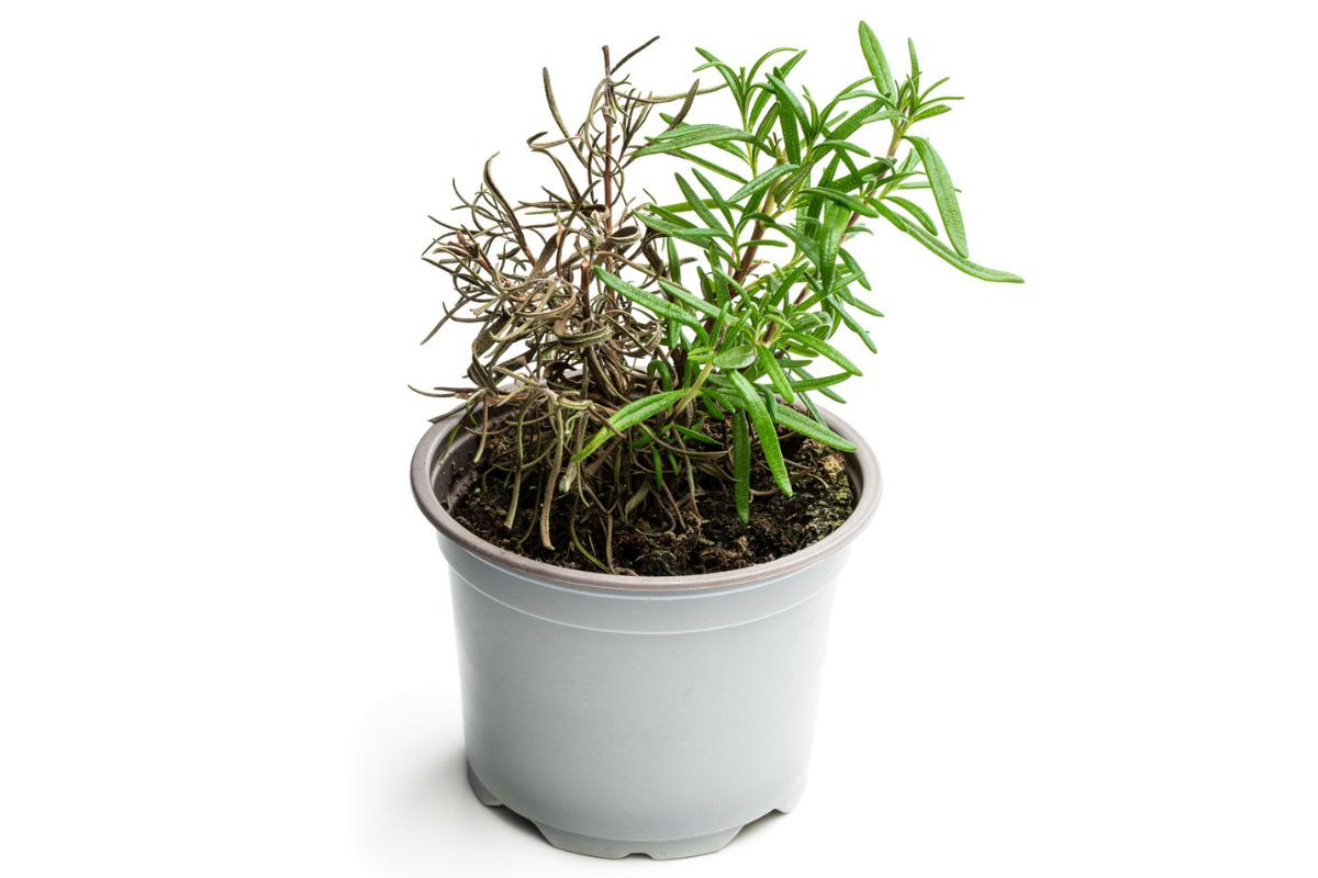Por qué se seca el romero