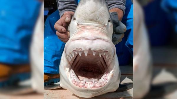 Instituto Español de Oceanografía confirma la presencia de un tiburón blanco en el Mediterráneo español tras años sin registros - Un hallazgo confirmado tras años sin datos fiables