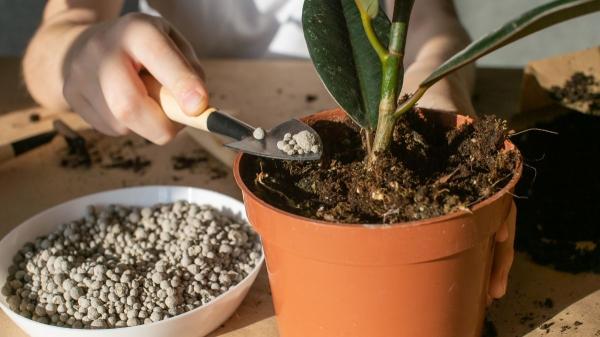 Cómo abonar tus plantas en primavera para que crezcan más fuertes (y los errores que debes evitar) - Cómo abonar correctamente según el tipo de planta (sin complicarte)