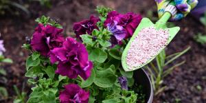 Cómo abonar tus plantas en primavera para que crezcan más fuertes (y los errores que debes evitar)