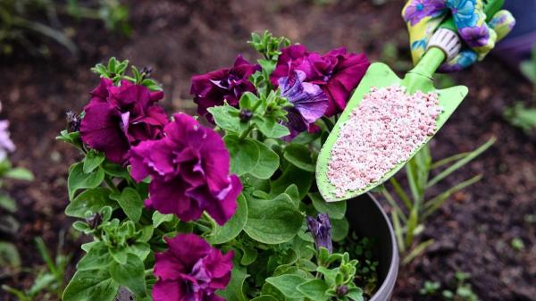 Cómo abonar tus plantas en primavera para que crezcan más fuertes (y los errores que debes evitar)
