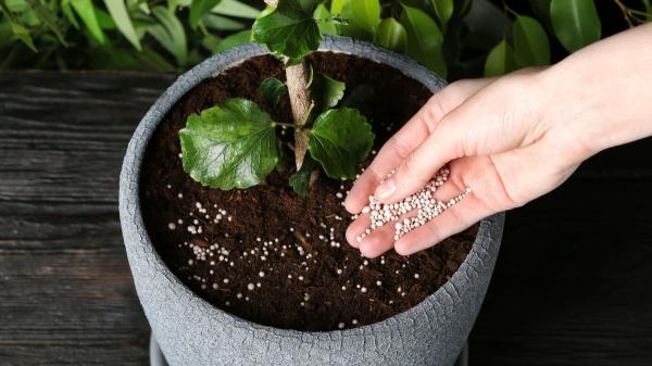 Cómo abonar tus plantas en primavera para que crezcan más fuertes (y los errores que debes evitar) - El tipo de abono que elijas puede marcar la diferencia esta temporada