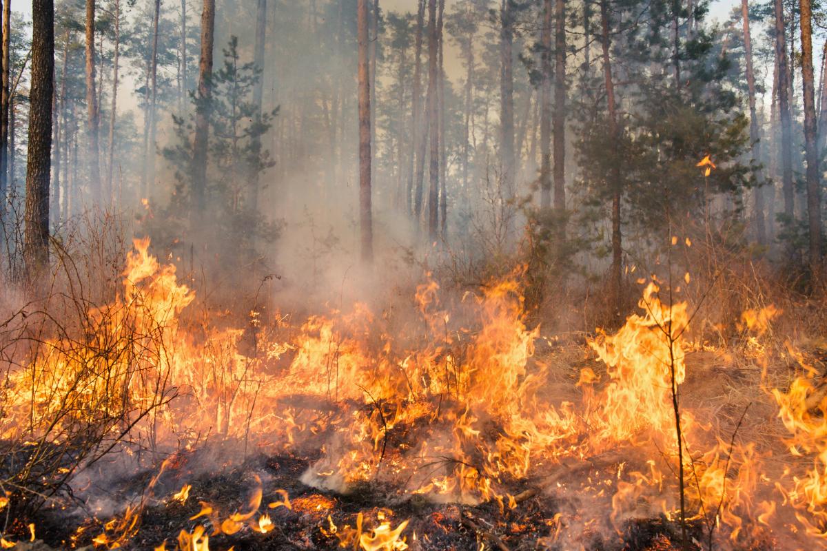 Incendios forestales: qué son, causas y consecuencias