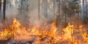 Incendios forestales: qué son, causas y consecuencias