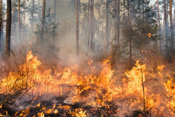 Incendios forestales: qué son, causas y consecuencias