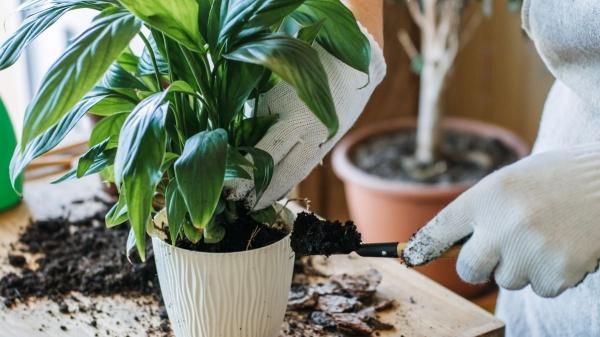 Cómo abonar tus plantas en primavera para que crezcan más fuertes (y los errores que debes evitar) - Lo que casi nadie hace al abonar y que mejora los resultados