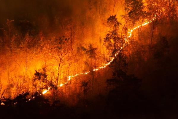 Incendios forestales: qué son, causas y consecuencias - Qué son los incendios forestales