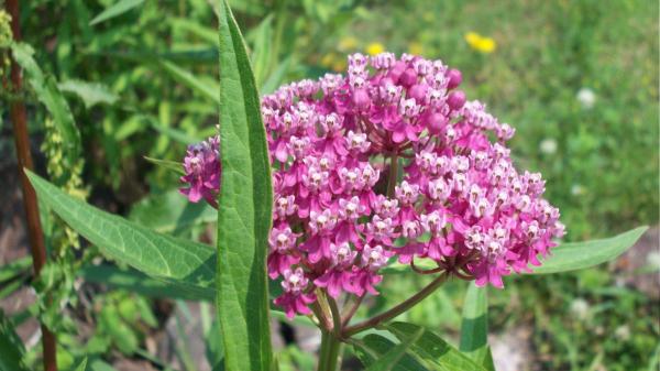 Olvídate del riego constante: plantas de exterior resistentes al sol y que necesitan poca agua para estar espectaculares - Algodoncillo: la planta clave para atraer mariposas y polinizadores