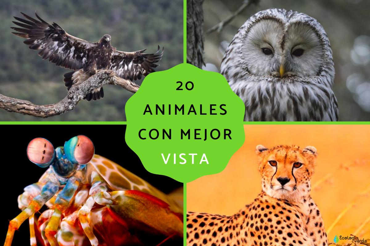 Animales con mejor vista