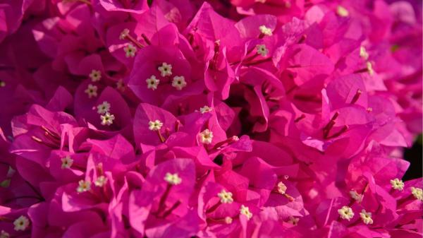 Olvídate del riego constante: plantas de exterior resistentes al sol y que necesitan poca agua para estar espectaculares - Buganvilla: resiste el sol extremo y florece más cuanto menos la riegas