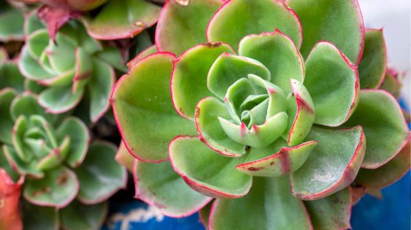 Olvídate del riego constante: plantas de exterior resistentes al sol y que necesitan poca agua para estar espectaculares - Echeveria: la suculenta perfecta para terrazas soleadas
