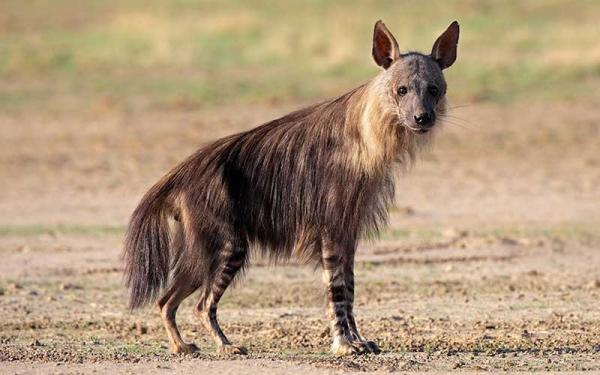 Hienas - Reproducción de las hienas