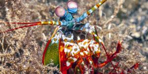Camarón mantis