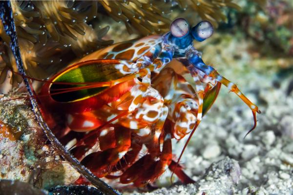 Camarón mantis - Características del camarón mantis 