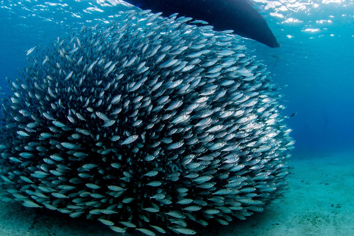 Cardúmenes: qué son y por qué se forman
