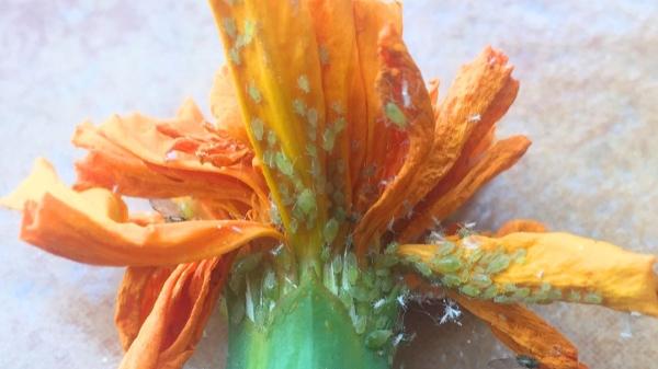 Cómo eliminar el pulgón de tus plantas con estos remedios caseros que sí funcionan