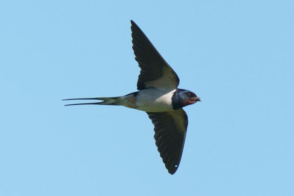 Diferencia entre vencejo, golondrina y avión - Características de las golondrinas 