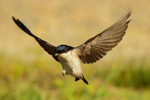 Diferencia entre vencejo, golondrina y avión - Características de los aviones 
