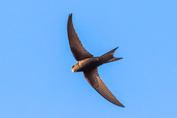 Diferencia entre vencejo, golondrina y avión - Características de los vencejos 