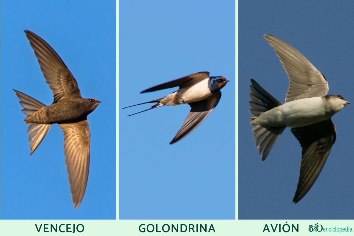 Diferencia entre vencejo, golondrina y avión