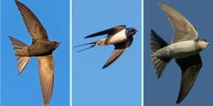 Diferencia entre vencejo, golondrina y avión