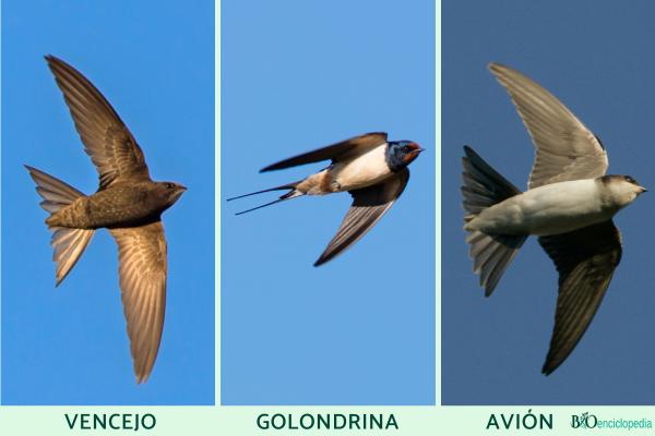 Diferencia entre vencejo, golondrina y avión