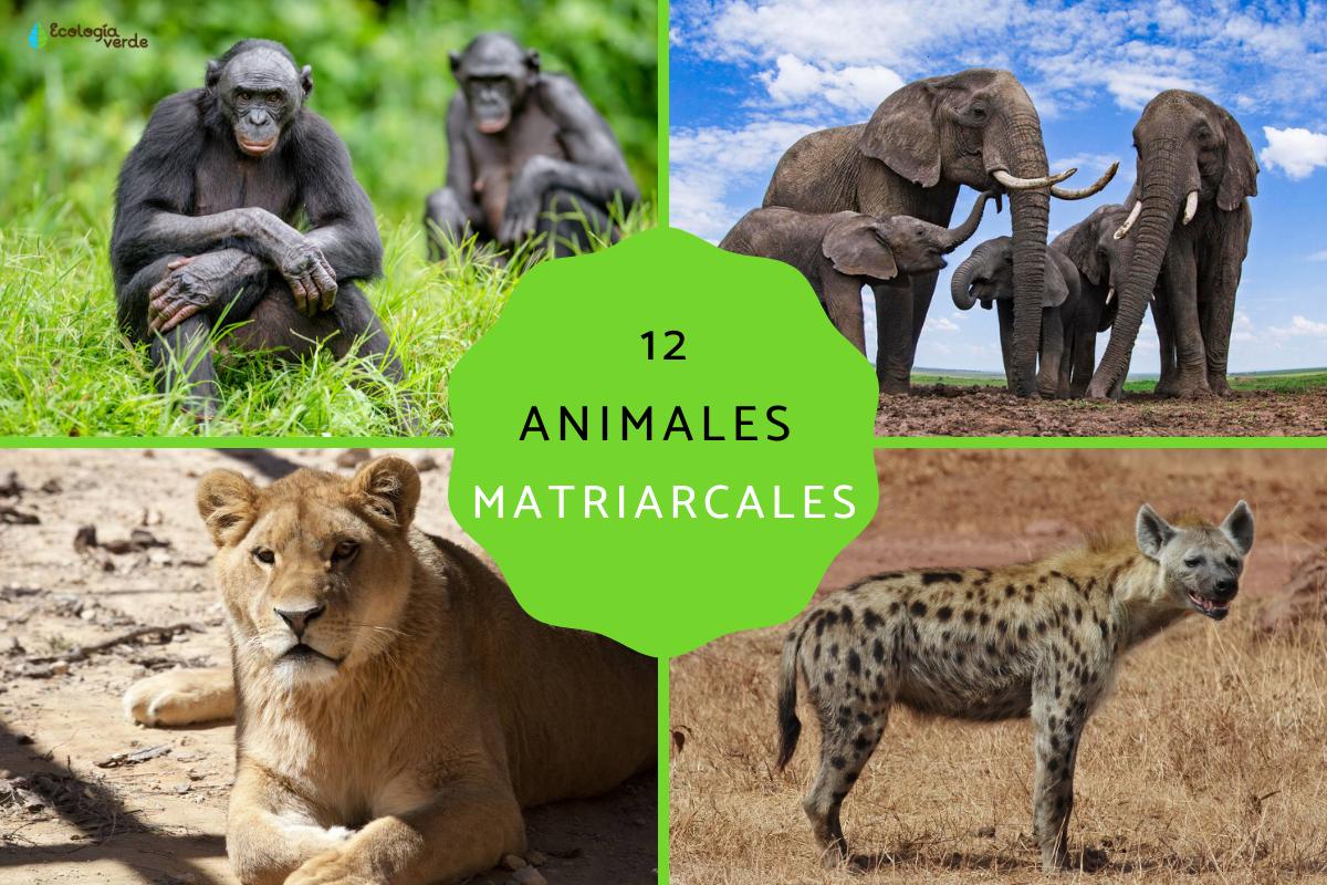 Hembras alfa: características y ejemplos