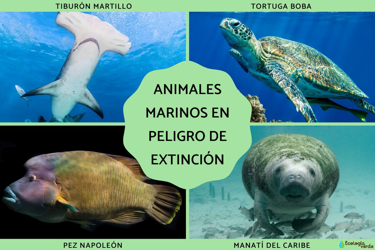 Animales marinos en peligro de extinción