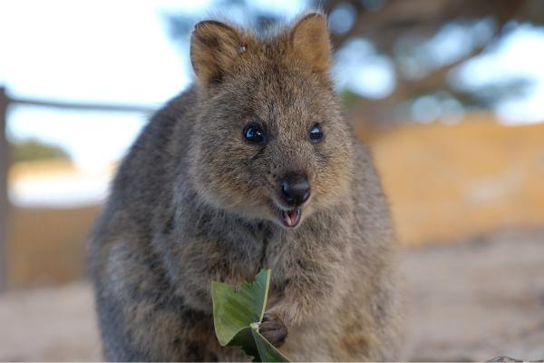 Quokka - ¿Cómo es la alimentación del quokka?