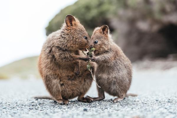 Quokka - ¿Cómo es la reproducción del quokka?