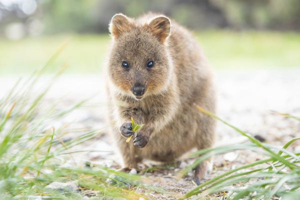 Quokka - ¿Dónde vive el quokka?